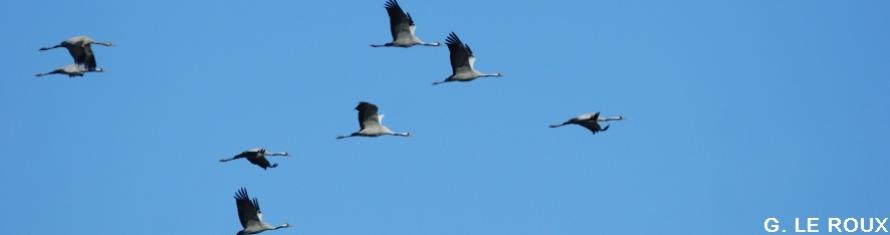 Comptage International Des Oiseaux D Eau Hivernants R Sultats De La