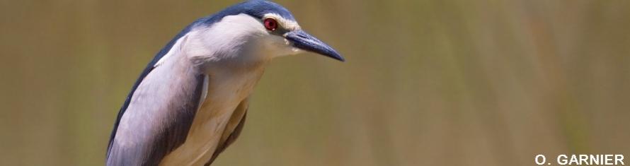 Comptage International Des Oiseaux D Eau Hivernants R Sultats De La